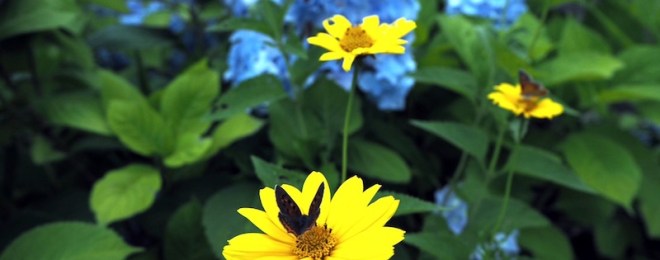 紫陽花１