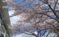 八幡平桜