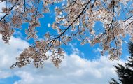 八幡平ライジングホテルさくら