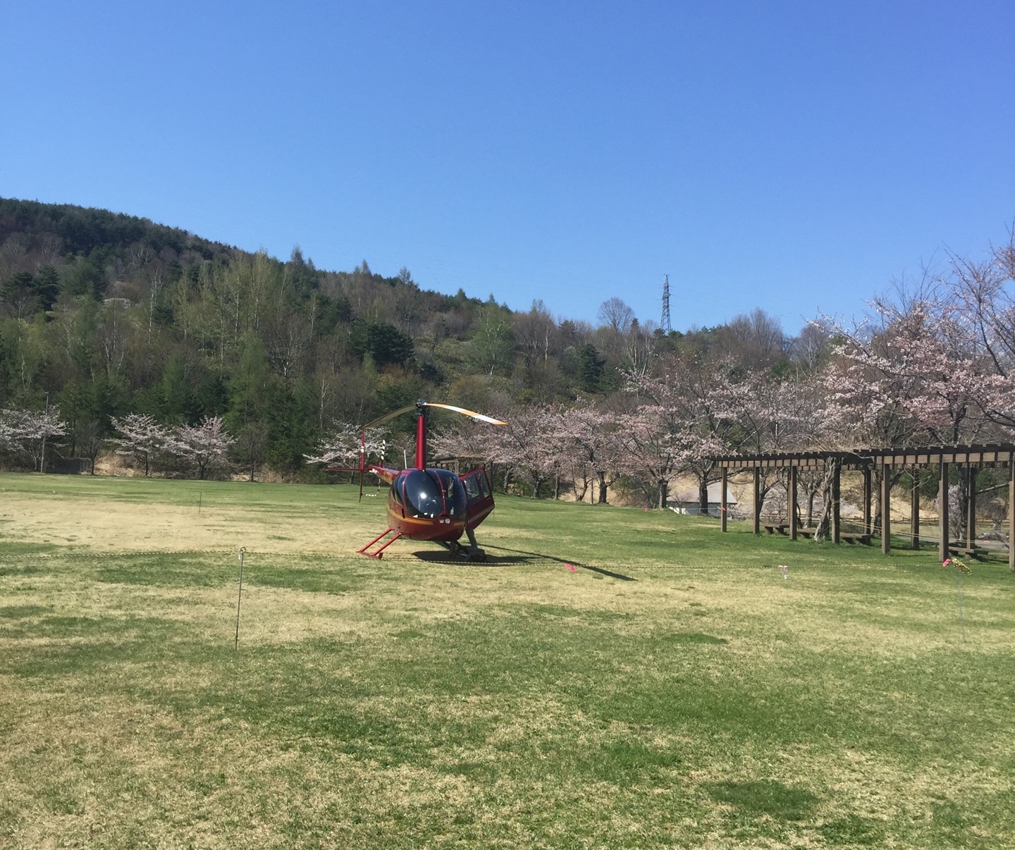 桜とヘリコプター